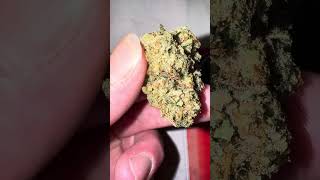 TERPY TIME TASTE BUDS - NEW DROP!!!! - NAMELESS GENETICS - MEGA WELLNESS OG @namelessgenetics8851