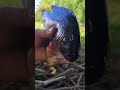 Mulangoy Ko.🐟🤔 #youtube #fyp #ka_jordz.
