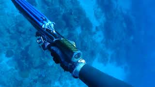 Spearfishing Dampier, WA