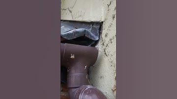 #crawling #wasp nest by The Exterminator Pest Control #linkinpark