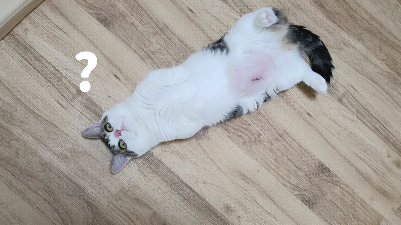 この子猫、自分が避妊手術をしたことに絶対に気づいてない…w
