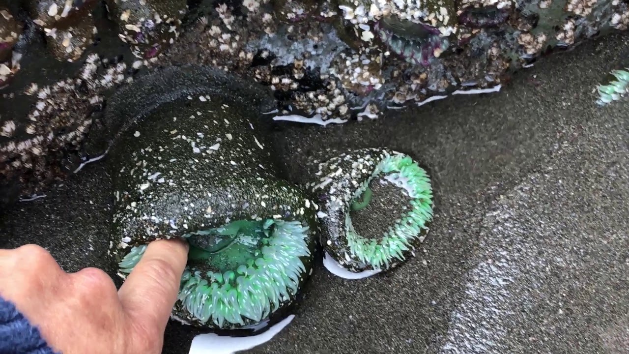 camera iphone 8 plus apk Beach, Near Brookings Oregon