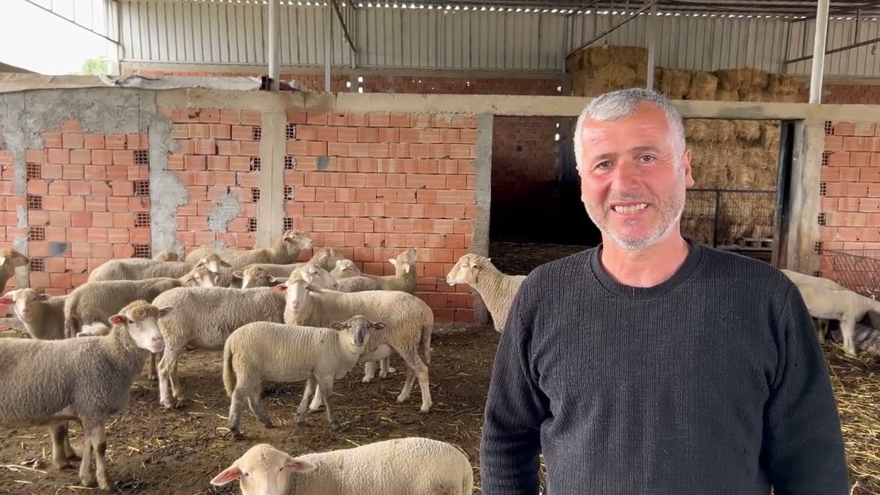 10 KİLO DOĞAN KUZULAR