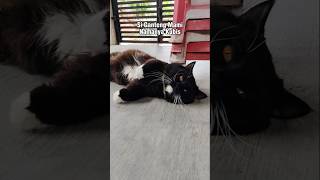 Namanya Kubis #shorts #cat #kucing #animals #pets #catlovers #kitten
