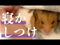 【ゴールデンハムスター】眠たいぽちょむくん／Sleepy POCHOM，in my hands