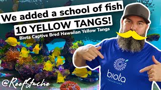 Famous 🐠 Adding a SCHOOL of Yellow Tangs to the Saltwater Reef Tank! Net Worth