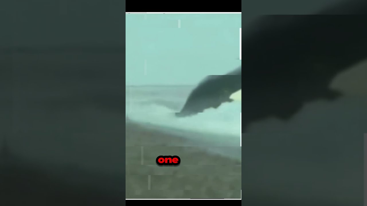 Seal Escapes Death By A Split Second NatureShock