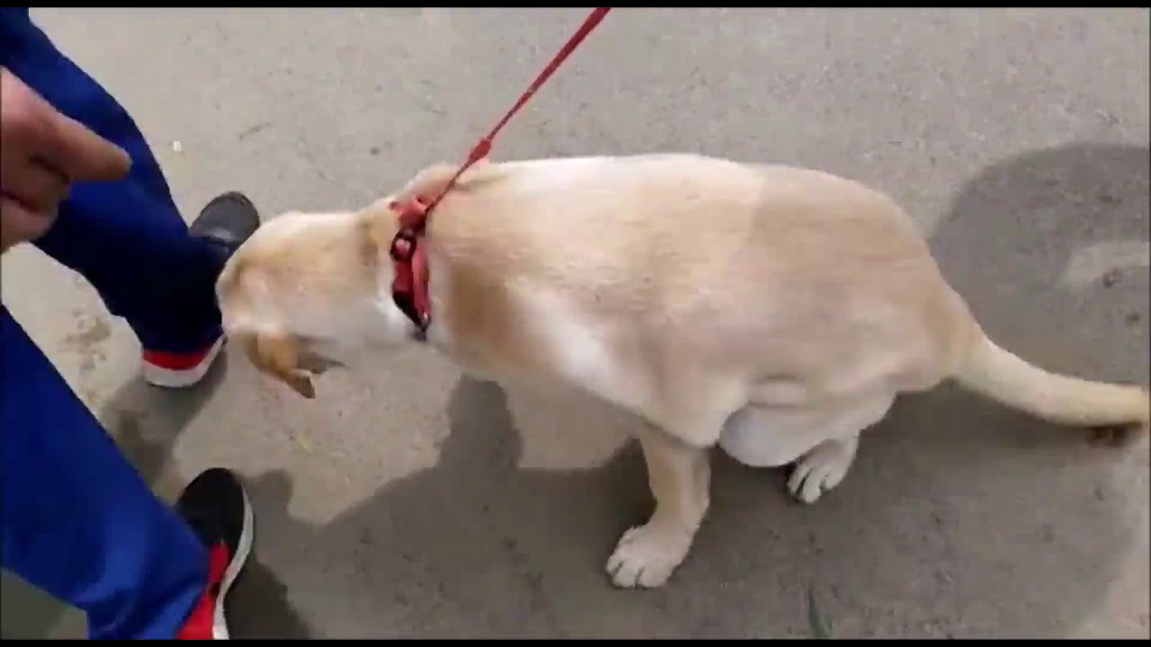 Innovation India Dog (Ph:9568886181) Inno® CR Steel Back Leg Wheelchair ...