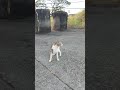Nadaanan Ko Lng Shortsfeed Cat Youtubeshorts Fypシ Trendingshorts 