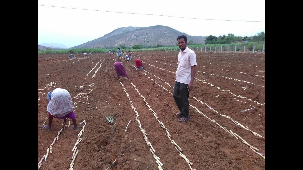 ಬೇ. ಶಾ - 85 ಕಬ್ಬಿನಲ್ಲಿ ನಾಟಿ ಪದ್ದತಿ - ಭಾಗ - 1 - ಡಾ. ಸಂಜೀವರೆಡ್ಡಿ | Planting of  Sugar Cane
