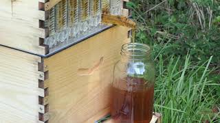 Flow Hive 2 - First Honey Harvest  June 2019