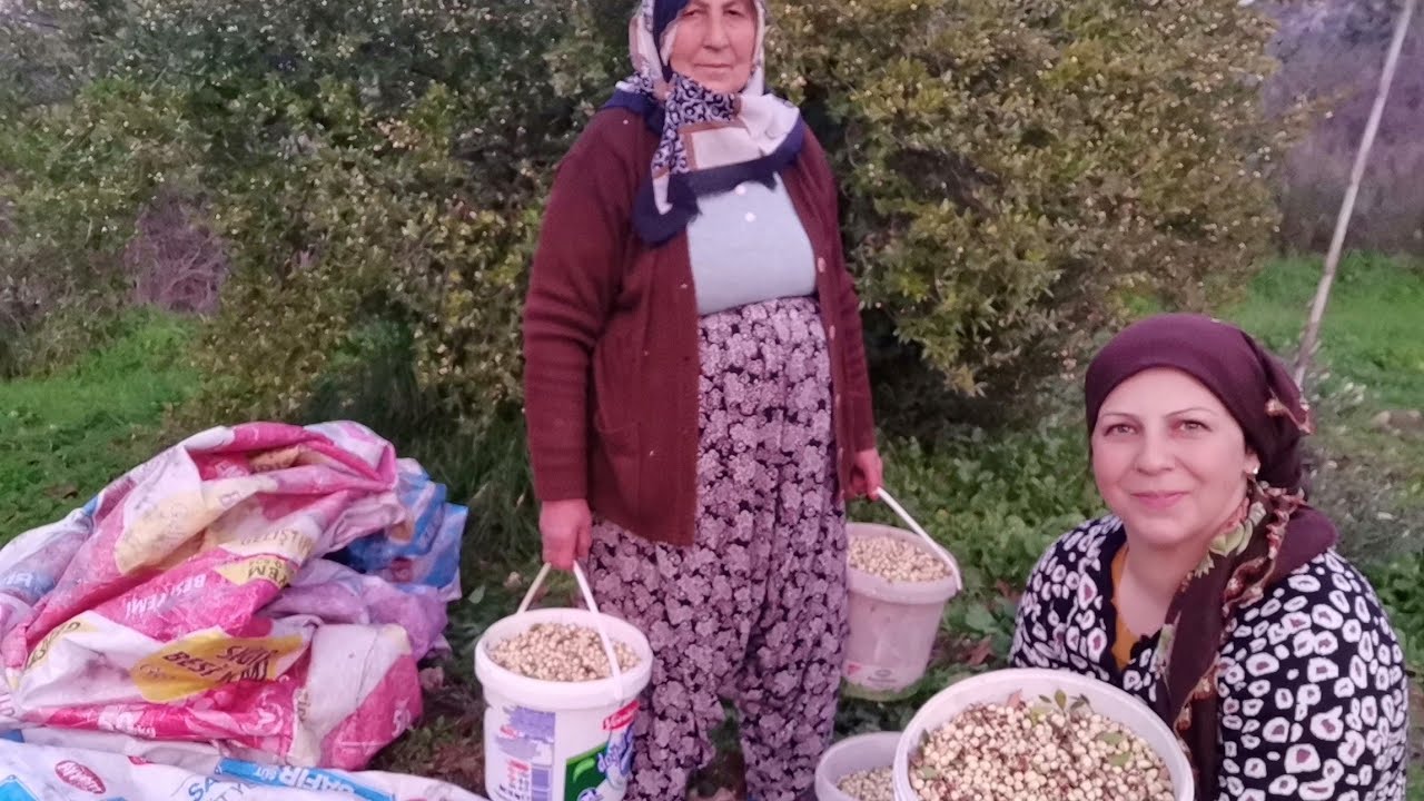 ✅ANNEMLE TELLİ MERSİNİ TOPLADIK ✅KÖY HAYATINDAN BİR BÖLÜM