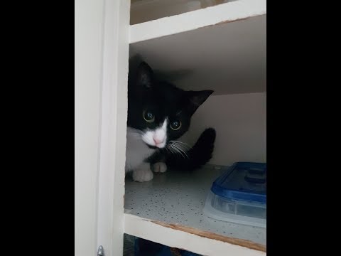 OH MY GOD YOU CAT (earrape)