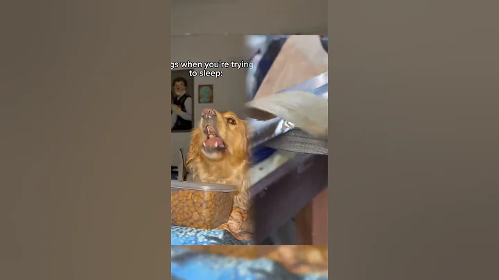 It’s like dogs wait until bedtime on purpose 🙄 #dogs #dogsofttiktok #funnydog #funnydogvideos #dogo