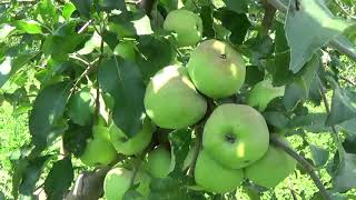 Результат прививки яблони.Тhe result of grafting Apple trees