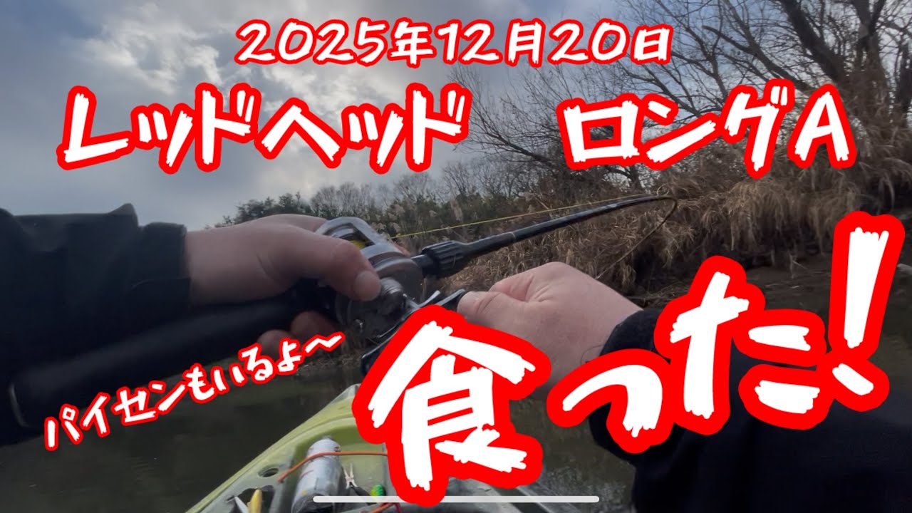 #トップウォーター #カヤックフィッシング #bassfishing #デカバス #fishing #バス釣り #小貝川 #ボーマー#ロングa
