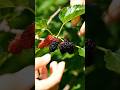 Wanna to have it .. 🍇🍒 #shorts #ai #asmr