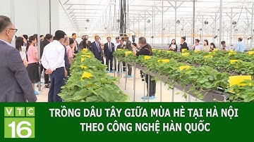 TRỒNG DÂU TÂY GIỮA MÙA HÈ TẠI HÀ NỘI THEO CÔNG NGHỆ HÀN QUỐC | VTC16
