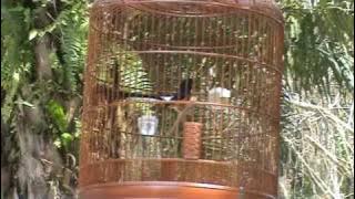 Murai Batu (Shama) Vs Wild Shama (Video 02)