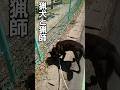 猟犬と猟師【箱罠と運動会】 #犬のいる暮らし #犬動画 #いぬのいる生活 #田舎暮らし