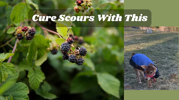 Natural Solutions: Treating Scours in Calves and Cows Without Medication