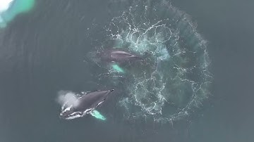 Humpback Whales Use 