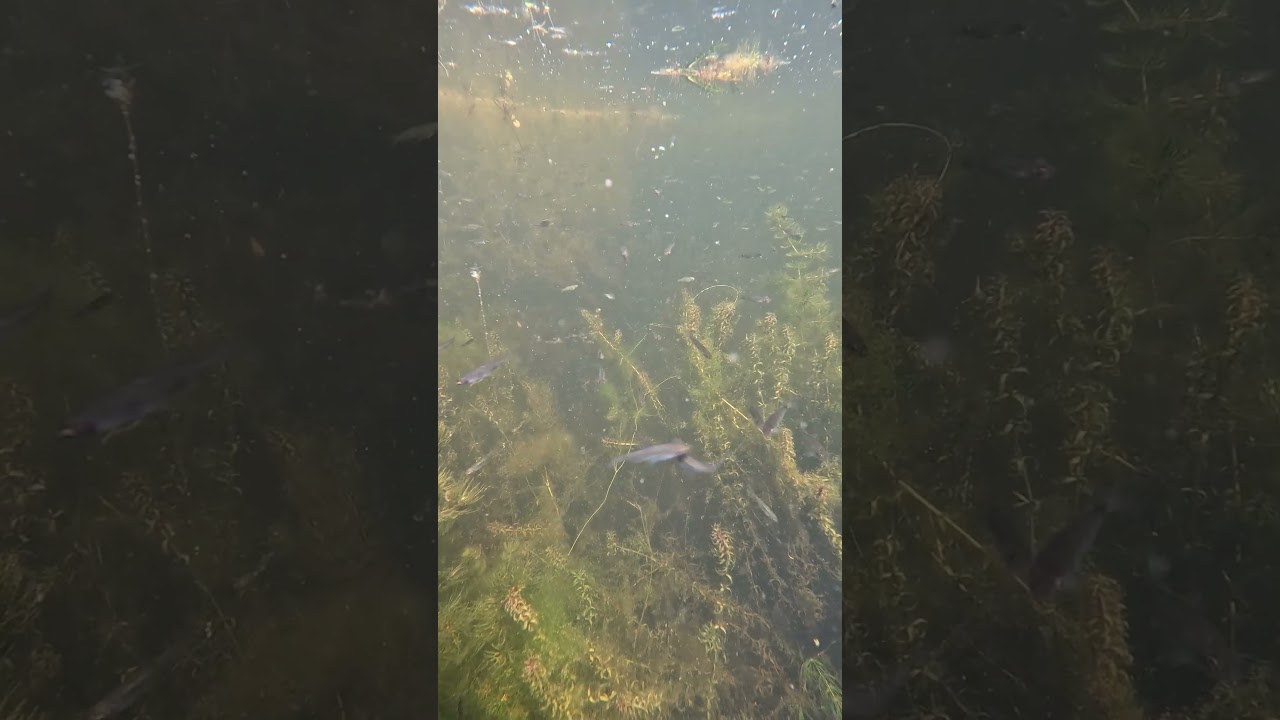 Underwater life of a wild river 