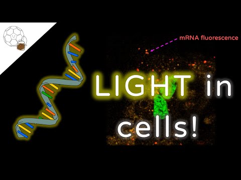 lights on in cells! fluorescent mRNA, trackable in cells
