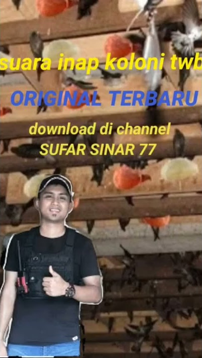 Suara inap walet terbaru dari guru andi sufar.