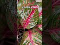This Secret Method Gives Your Plants A Fast Nutrition Boost #aglaonema #plantcare #houseplant