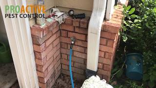 How to inspect for Termites