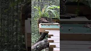 Summer Bobcat Loves Her Ferns!