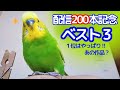 【配信200本記念 ベスト３】おしゃべりインコメロンちゃん