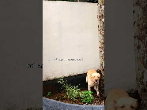 ✨✨🐶❌❌❌☝️ അതിനു ഞാൻ മനുഷ്യൻ അല്ലല്ലോ #youtubeshorts #youtube #shorts #shortvideo #yotubeviralvideo #