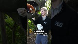Discover five fascinating facts about the amazing red panda.