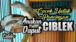 SUARA Anakan CIBLEK Gacor, PANCING Anakan ciblek.