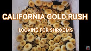 California Gold Rush: Looking For Shrooms