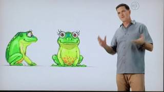 Frog scientific mame Palaeobatrachus
