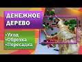 Денежное дерево Толстянка Крассула. Уход, обрезка, пересадка