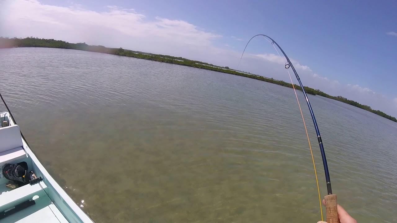 Fly Fishing Caye Caulker, Belize YouTube
