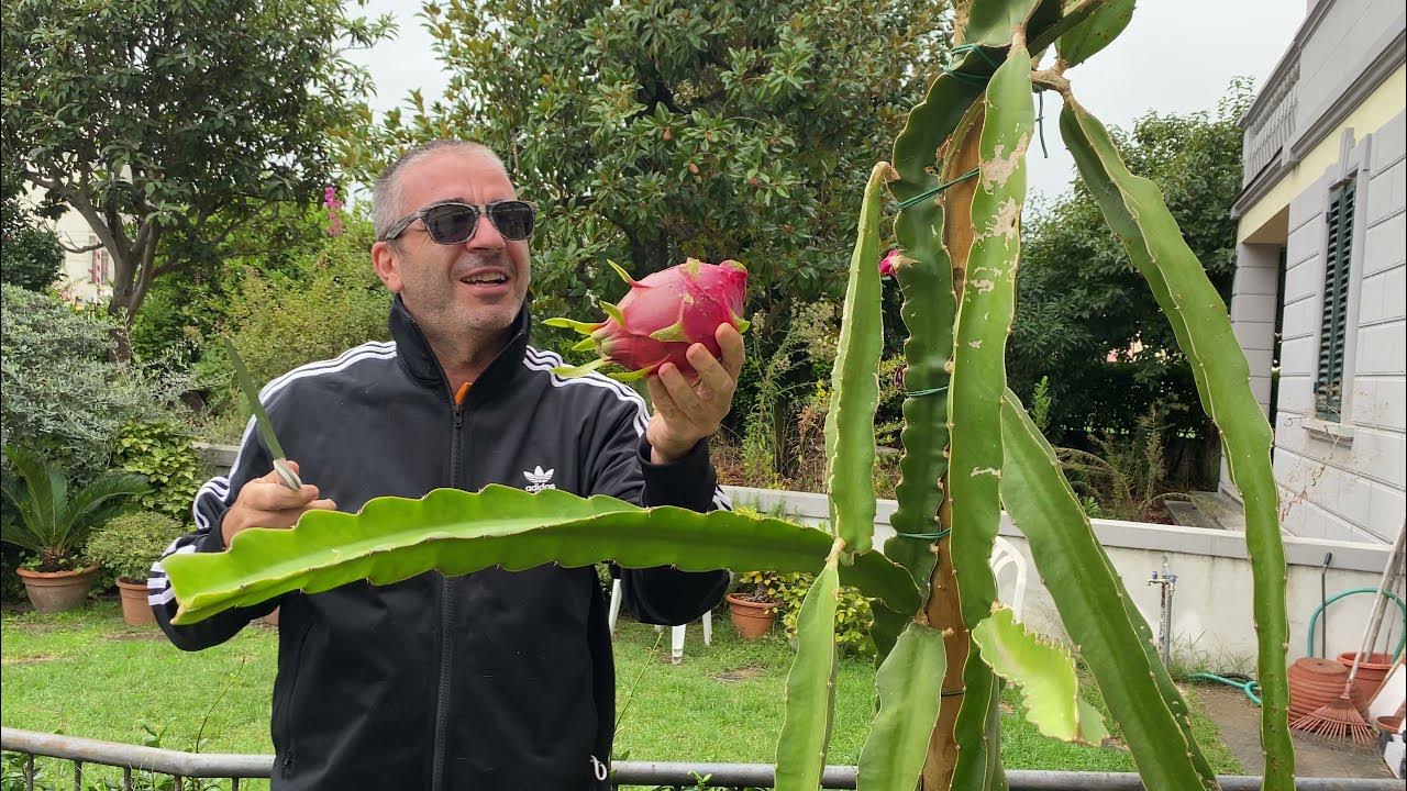 PIANTA DI PITAYA / Dragon Fruit A Polpa Bianca, Calibro XL Varietà