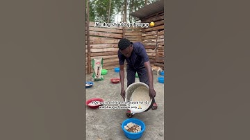 If you’re kind to help us with more food please vist our PayPal link in bio to donate 🐶🐶🙏🙏