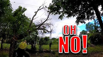 Clearing Out Trees Near A Fence line