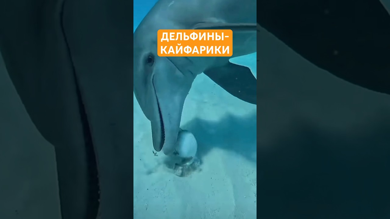 Дельфины кайфарики