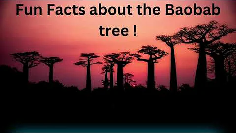 Fun Facts about the Baobab Tree !