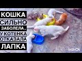 Кошка хочет жить😩 а у маленького отказала лапка, как мы их лечим и кормим.