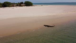 Crocodile at Croker Island