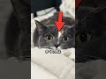 黒目が大きくなった猫にやってはいけない行動