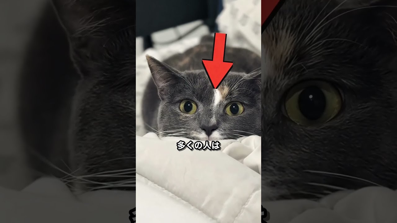 黒目が大きくなった猫にやってはいけない行動