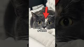 黒目が大きくなった猫にやってはいけない行動
